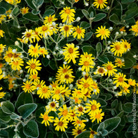 Senecio greyi Sunshine - Kruiskruid Sunshine - Wintergroene heesters