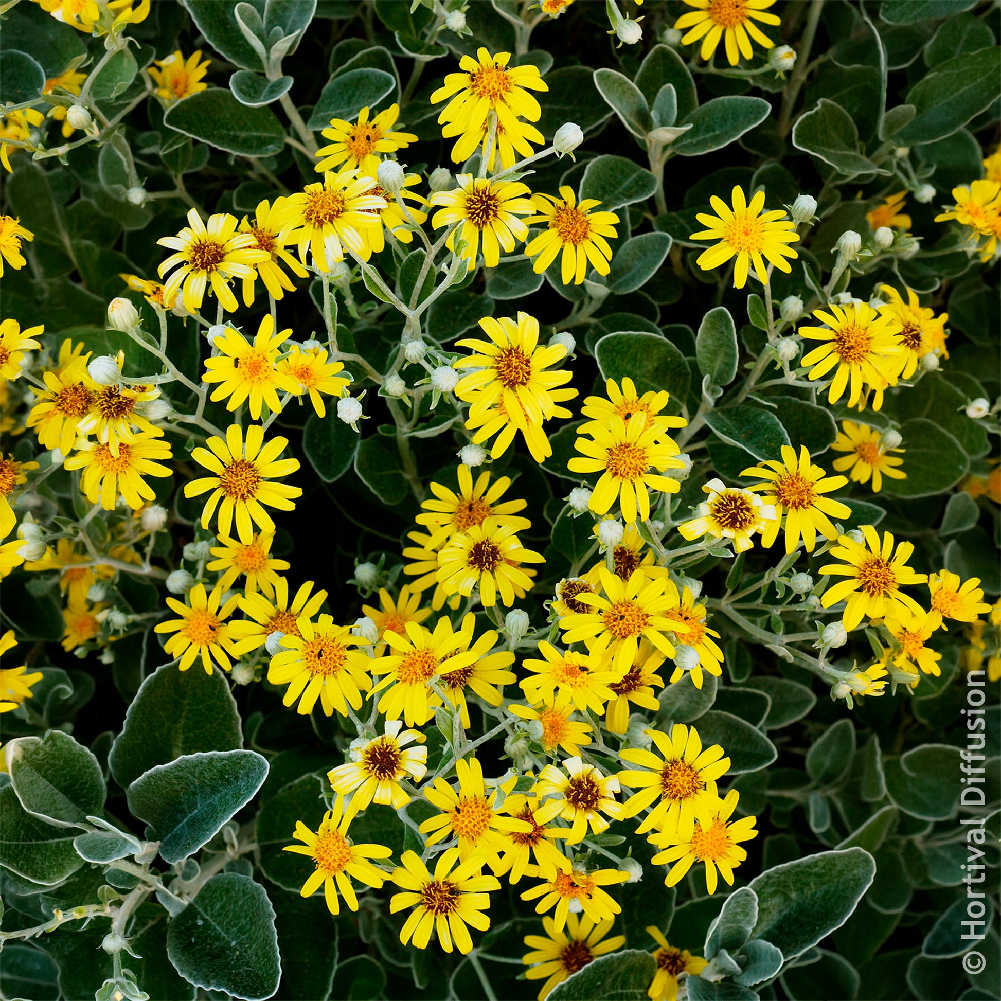 Senecio greyi Sunshine - Kruiskruid Sunshine - Wintergroene heesters