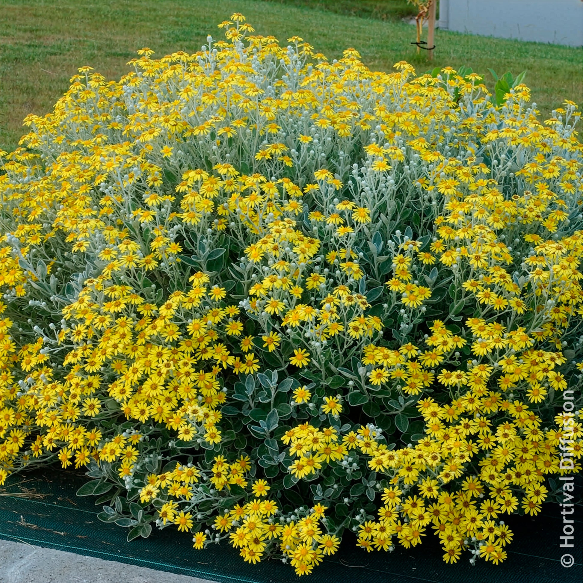 Wintergroene heesters - Kruiskruid Sunshine - Senecio greyi Sunshine