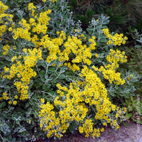 Verkoop Kruiskruid Sunshine - Senecio greyi Sunshine