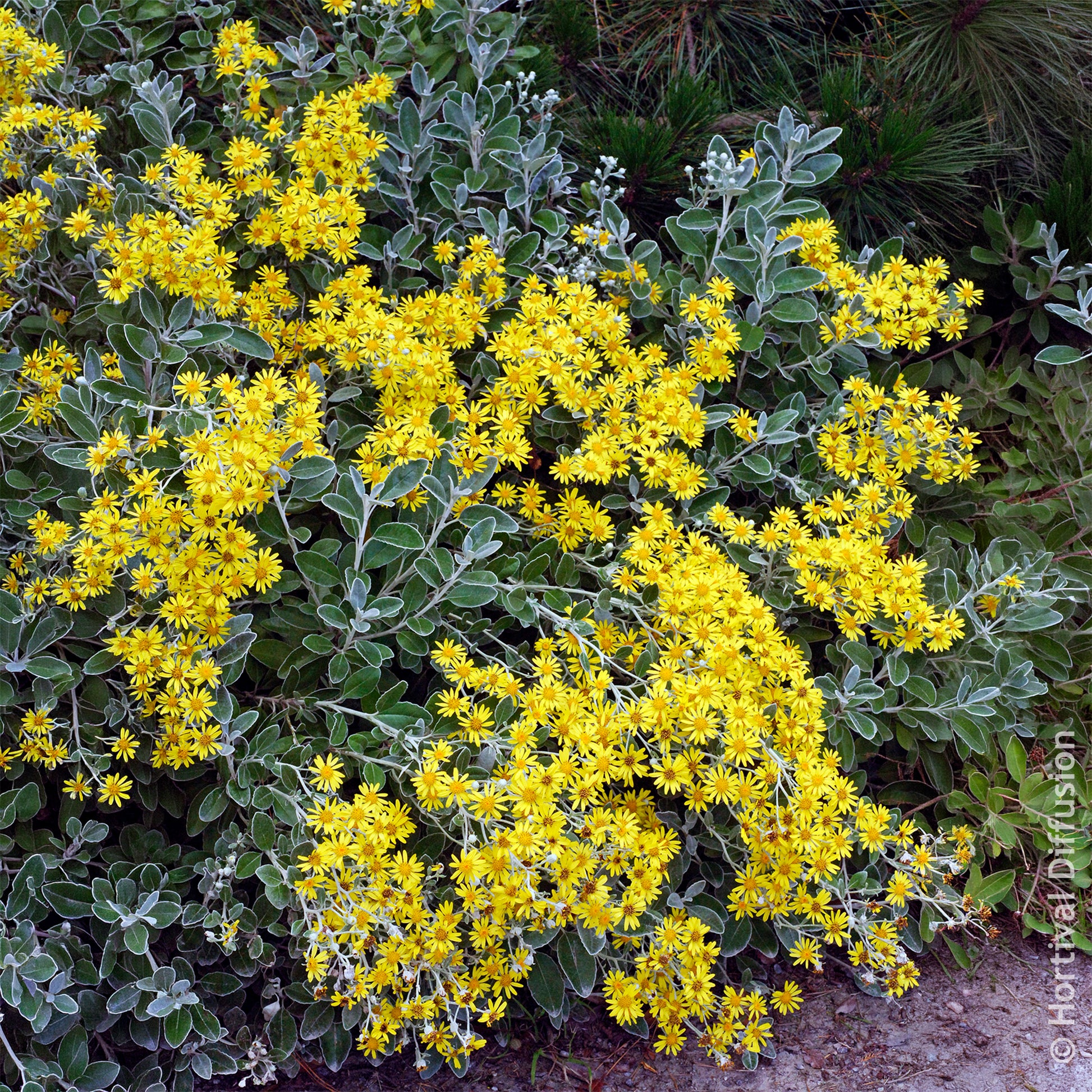 Verkoop Kruiskruid Sunshine - Senecio greyi Sunshine