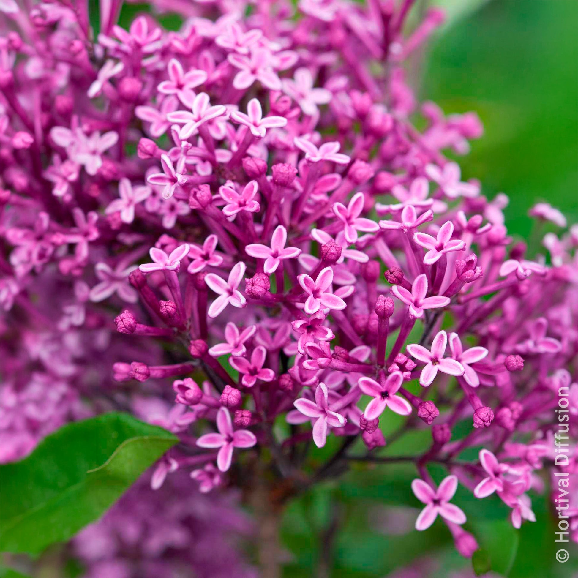 Sering Bloomerang Dark Purple - Syringa Bloomerang Dark Purple - Bakker