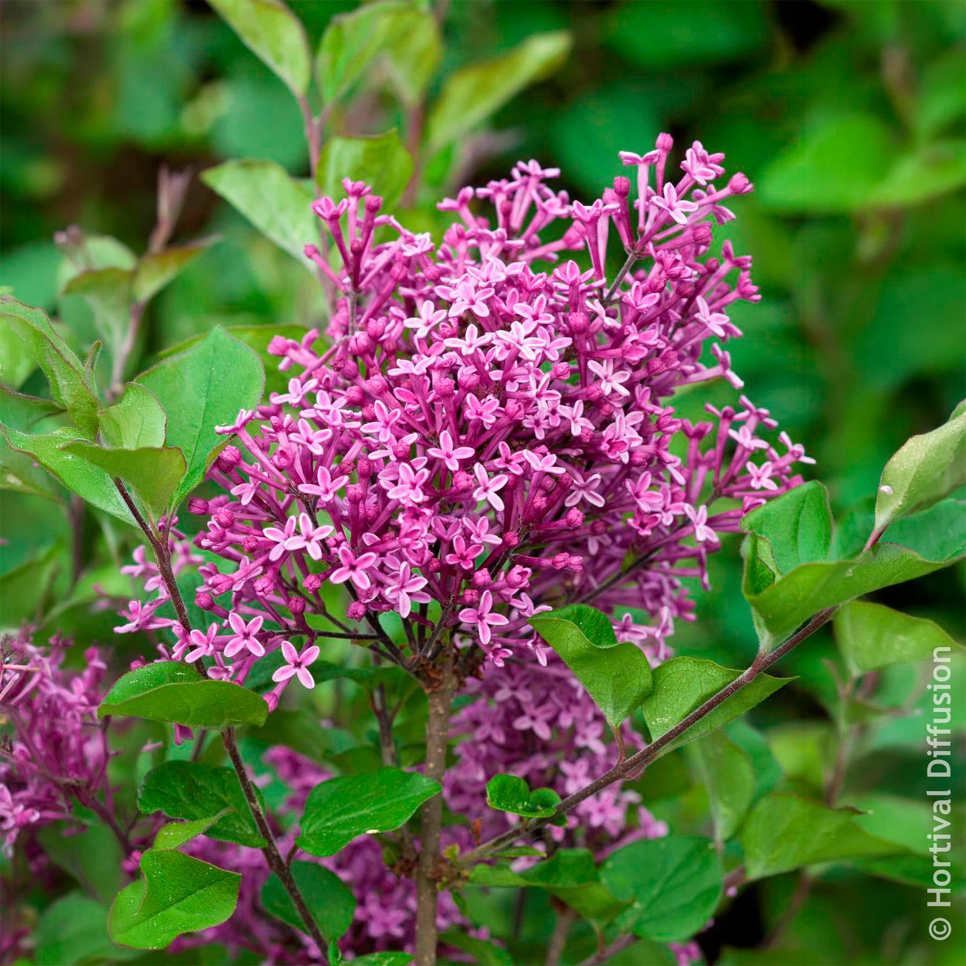 Verkoop Dwergsering 'Dark Purple'