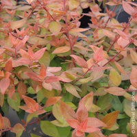 Abelia - Grootbloemige abelia Caramel Charm - Abelia grandiflora Caramel Charm