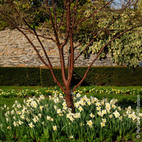 Verkoop Acer griseum - Papieresdoorn