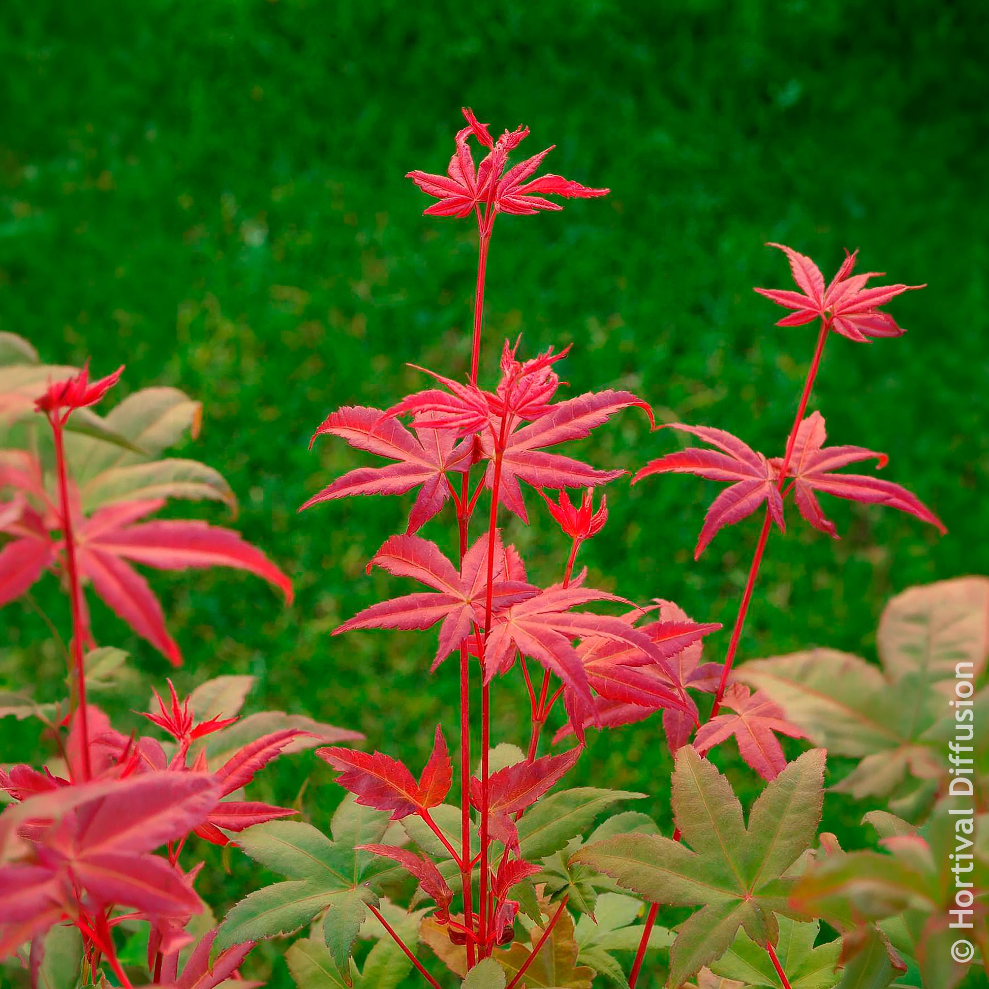 Japanse esdoorn - Japanse esdoorn Deshojo - Acer palmatum Deshojo
