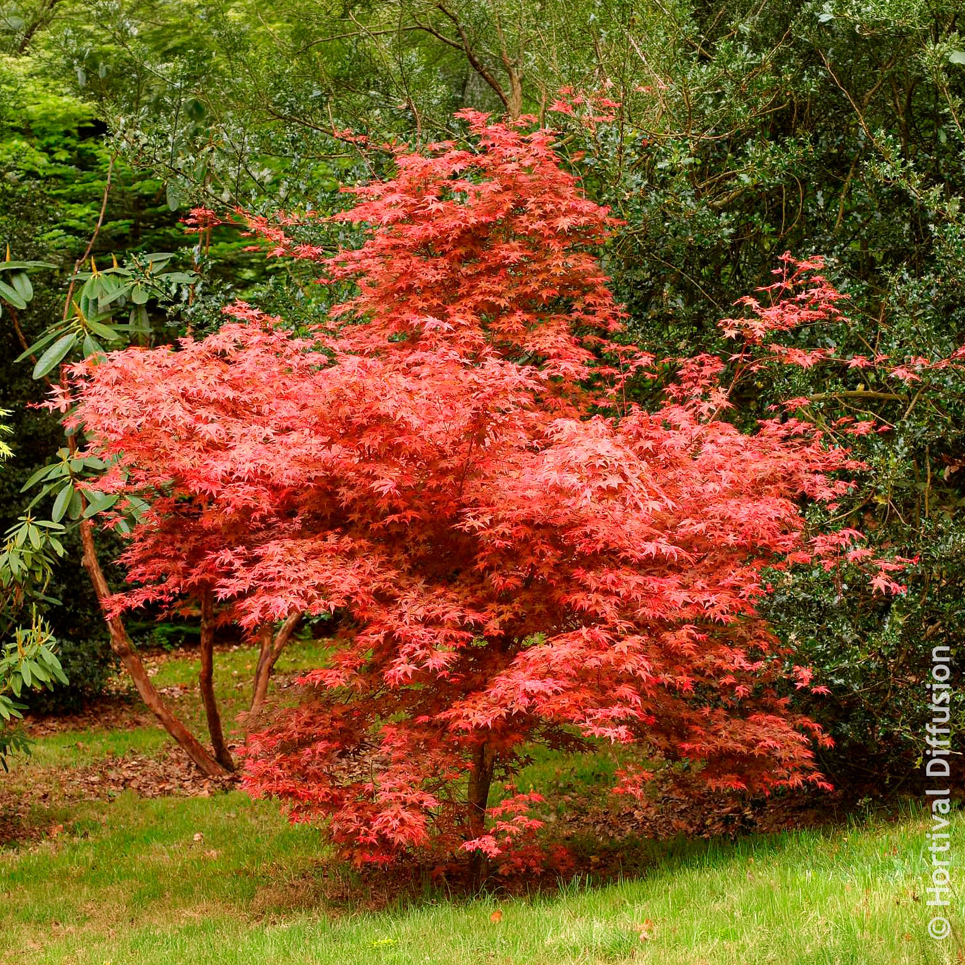 Verkoop Japanse esdoorn Deshojo - Acer palmatum Deshojo