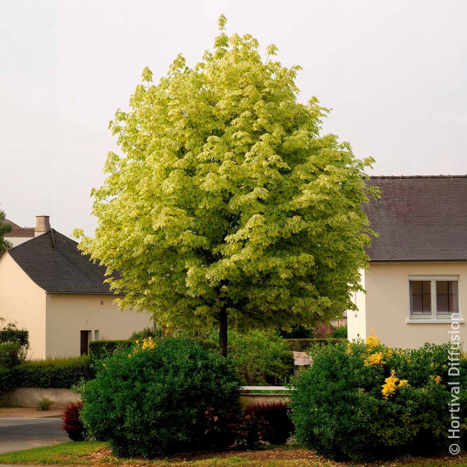 Verkoop Bonte Noorse esdoorn Drummondii - Acer platanoides Drummondii