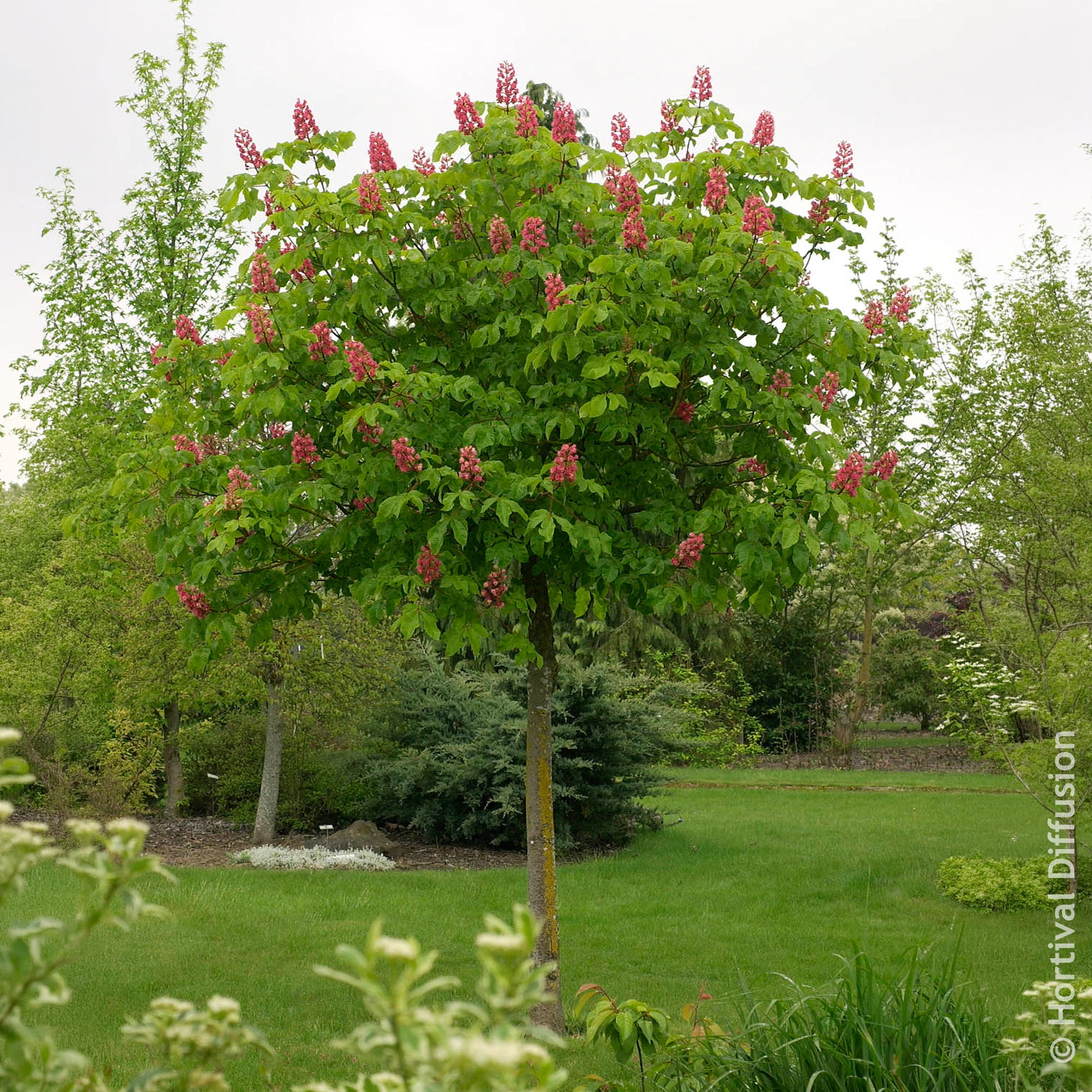 Rode paardenkastanje Briotii - Aesculus carnea Briotii - Bakker