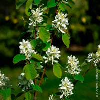 Amelanchier alnifolia Smokey - Elsbesbladige krentenboom Smokey - Bloeiende heesters