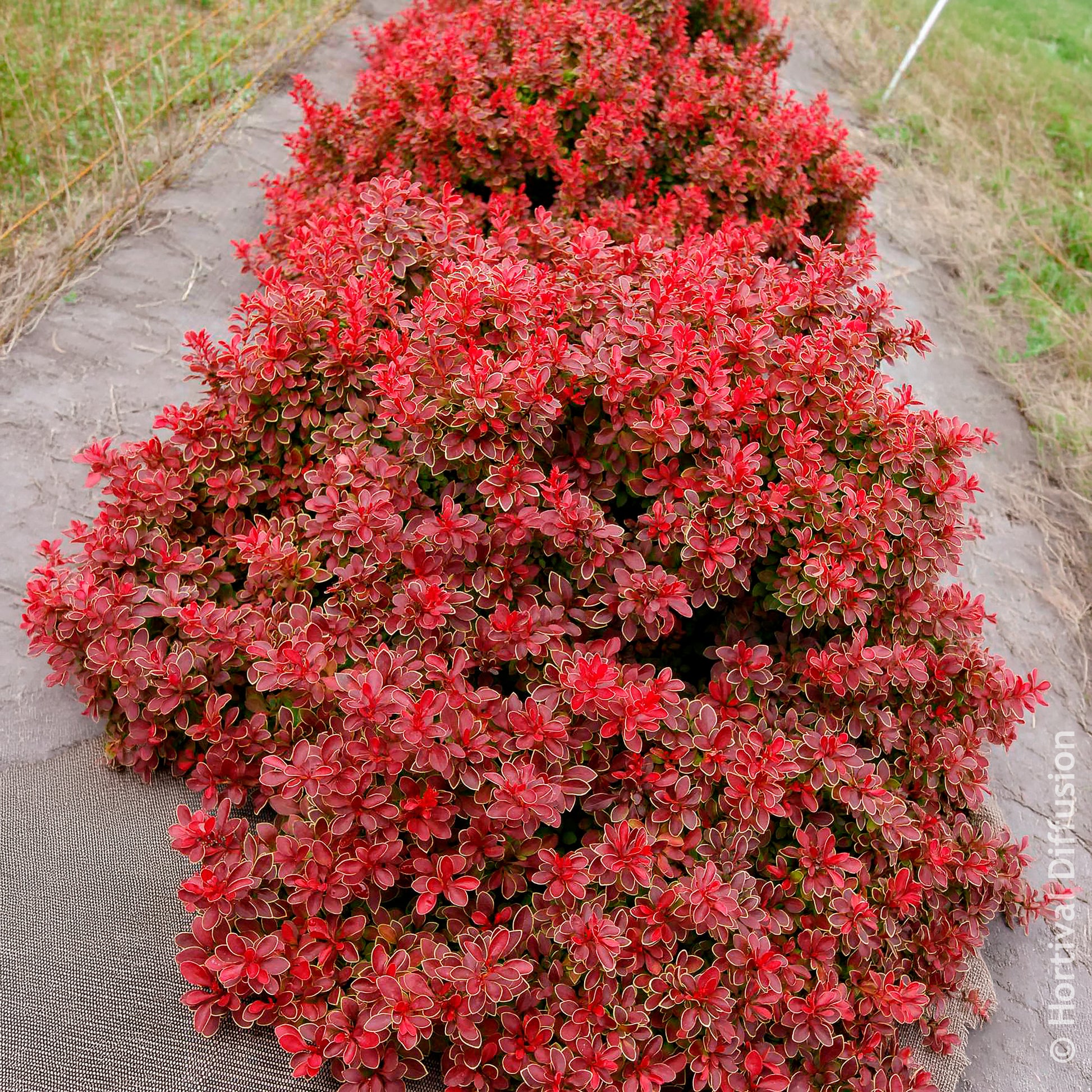 Berberis thunbergii Admiration - Zuurbes Admiration - Berberis