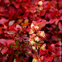 Zuurbes Admiration - Berberis thunbergii Admiration - Bakker