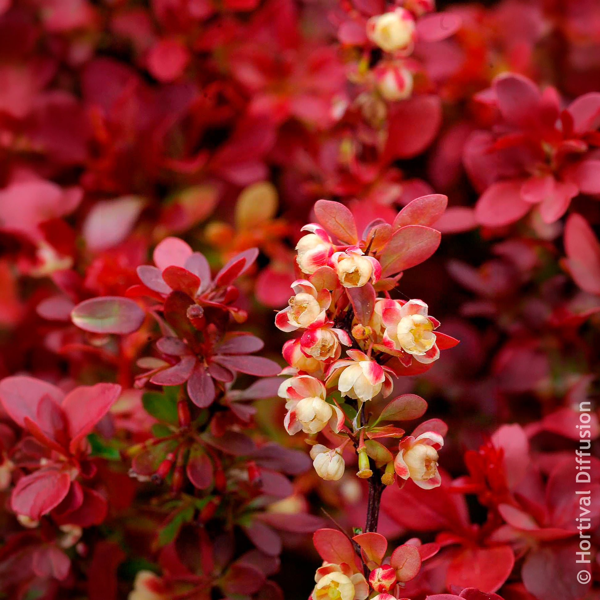 Zuurbes Admiration - Berberis thunbergii Admiration - Bakker
