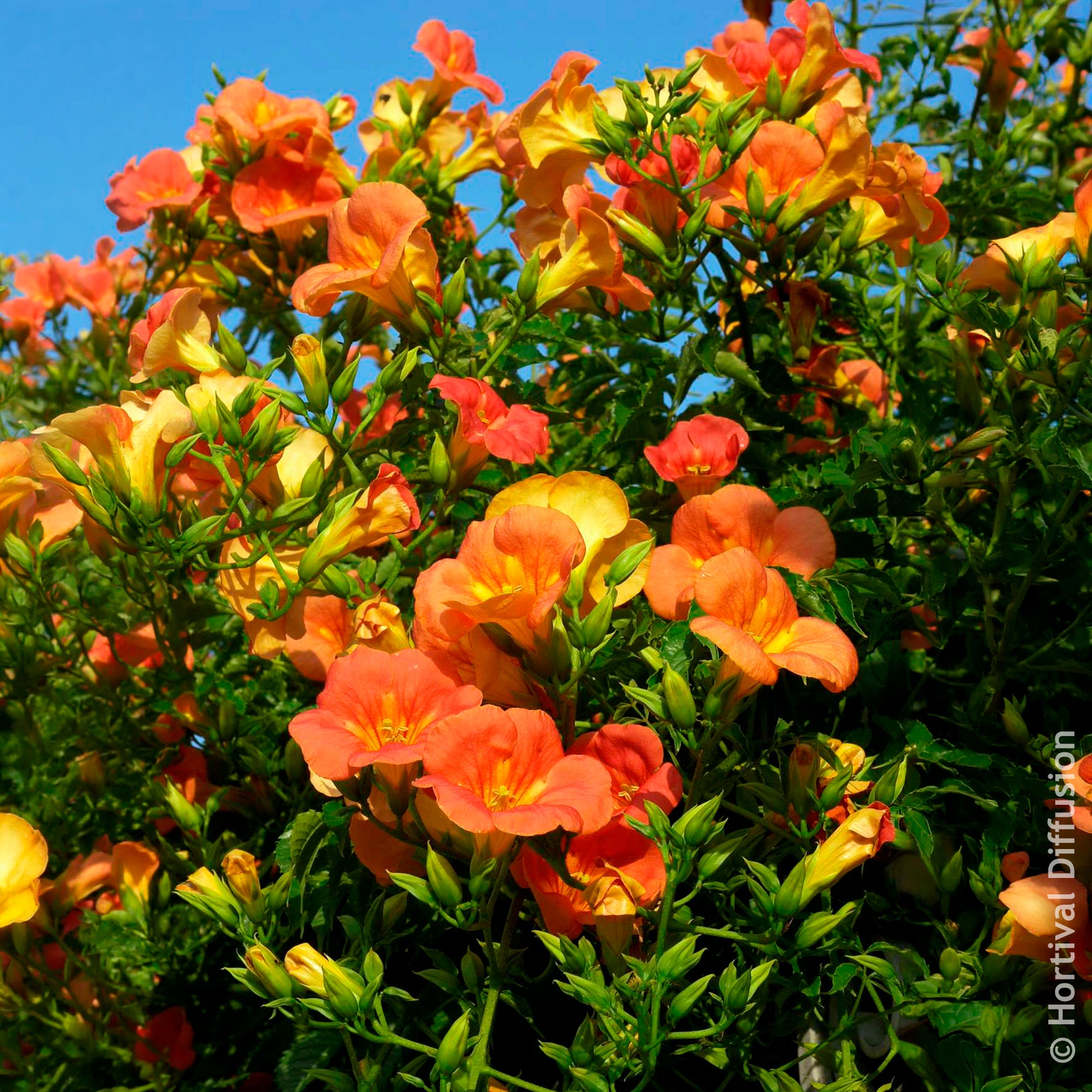 Campsis grandiflora - Großblütige Trompetenblume - Campsis - Trompetklimmer