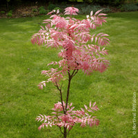Chinese mahonieboom Flamingo