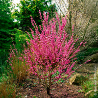 Cercis chinensis Avondale Pot - Chinese judasboom Avondale - Bomen
