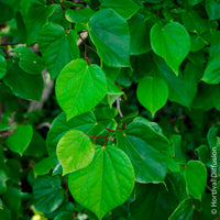 Chinese judasboom Avondale - Cercis chinensis Avondale Pot - Bakker