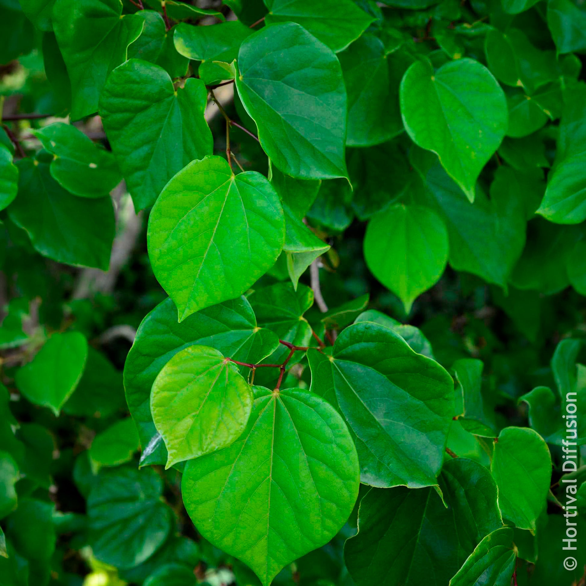 Chinese judasboom Avondale - Cercis chinensis Avondale Pot - Bakker