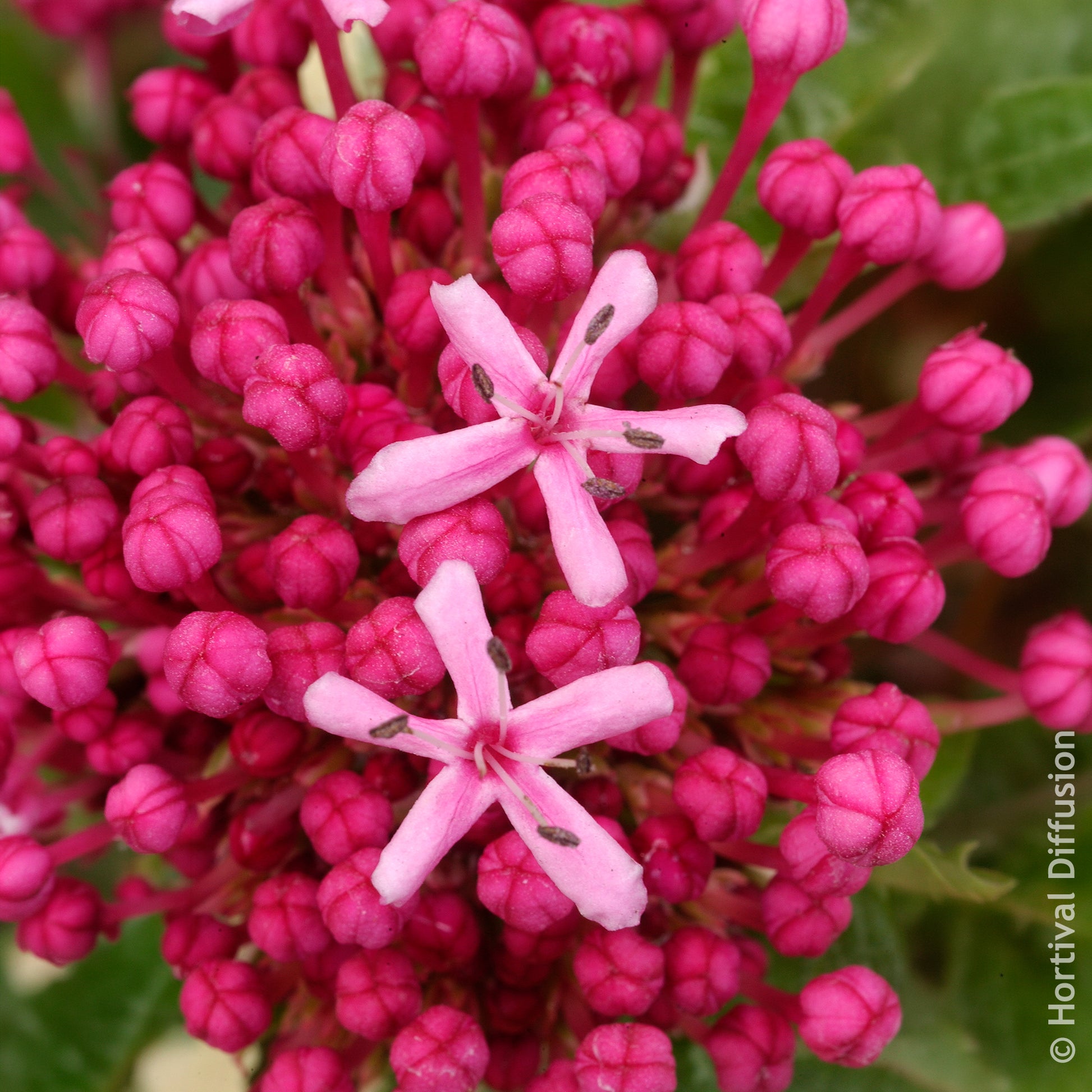 Bloeiende heesters - Bunges kansboom - Clerodendrum bungei
