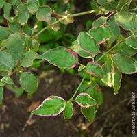 Cornus alternifolia Pinky Spot Pot - Pagodekornoelje Pinky Spot - Heesters