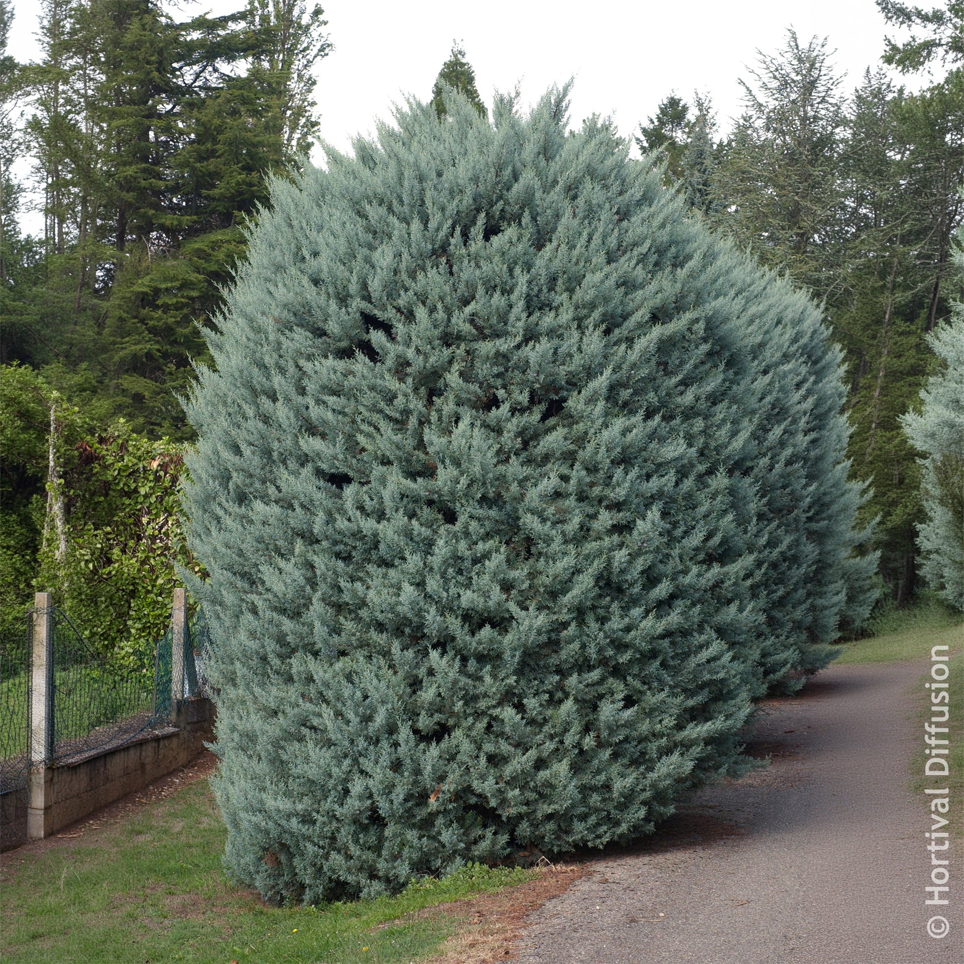 Arizona cipres Fastigiata - Cupressus arizonica Fastigiata - Bakker