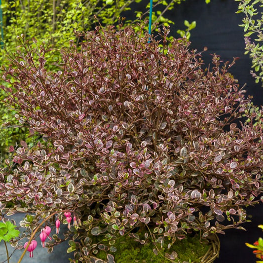 Lophomyrtus - Bakker