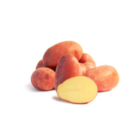 Aardappel 'Rose de France' - Solanum tuberosum rose de france (cirielle) - Bakker