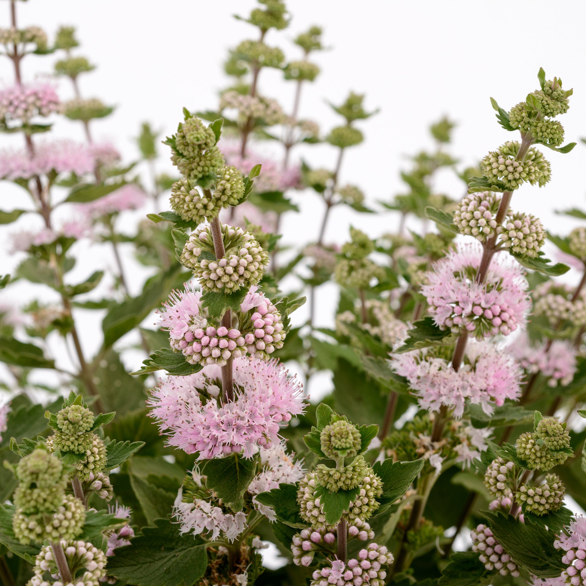 Caryopteris x clandonensis Camara® Pink - Caryopteris x clandonensis  'Camara Pink' - Caryopteris