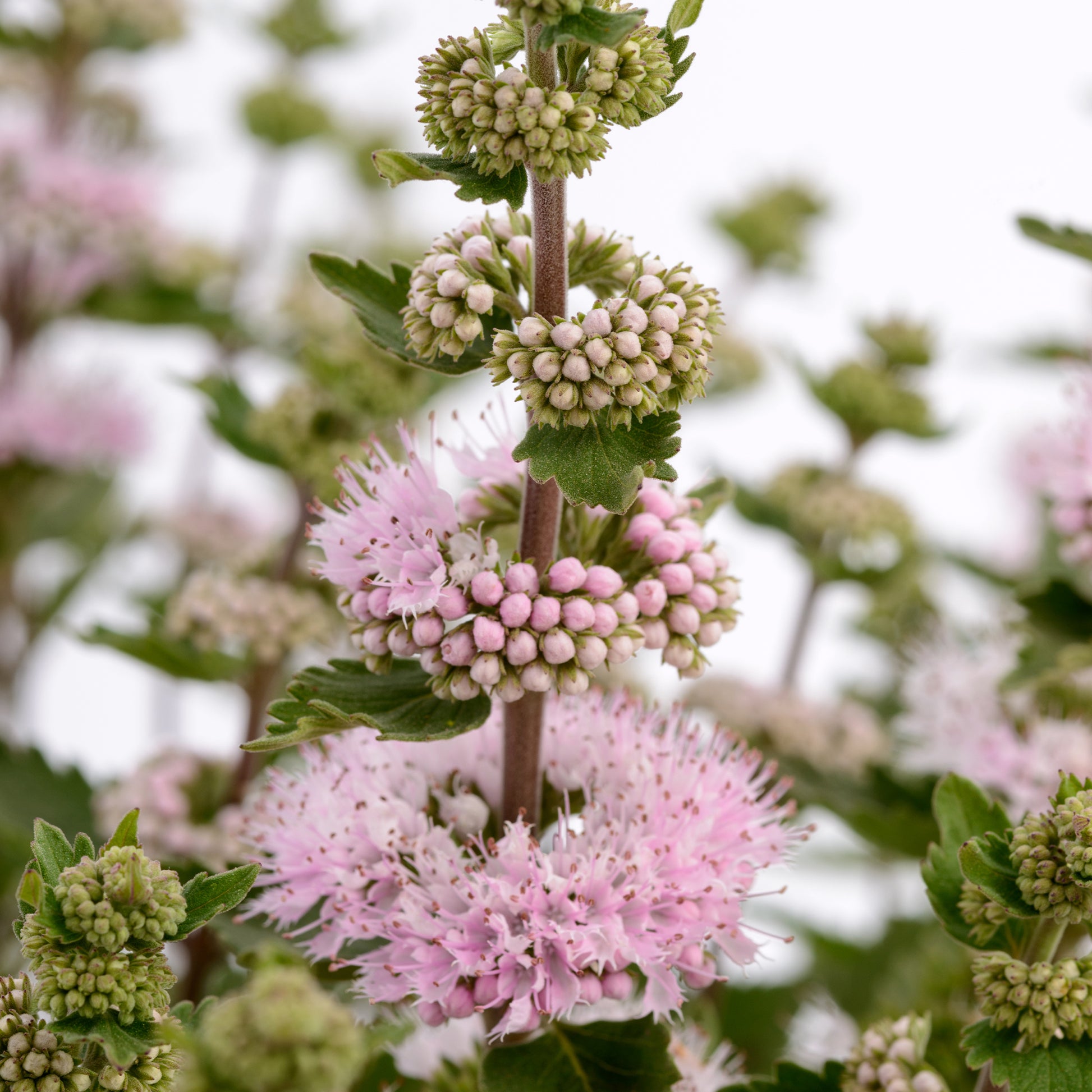 Caryopteris x clandonensis  'Camara Pink' - Caryopteris x clandonensis Camara® Pink - Bakker