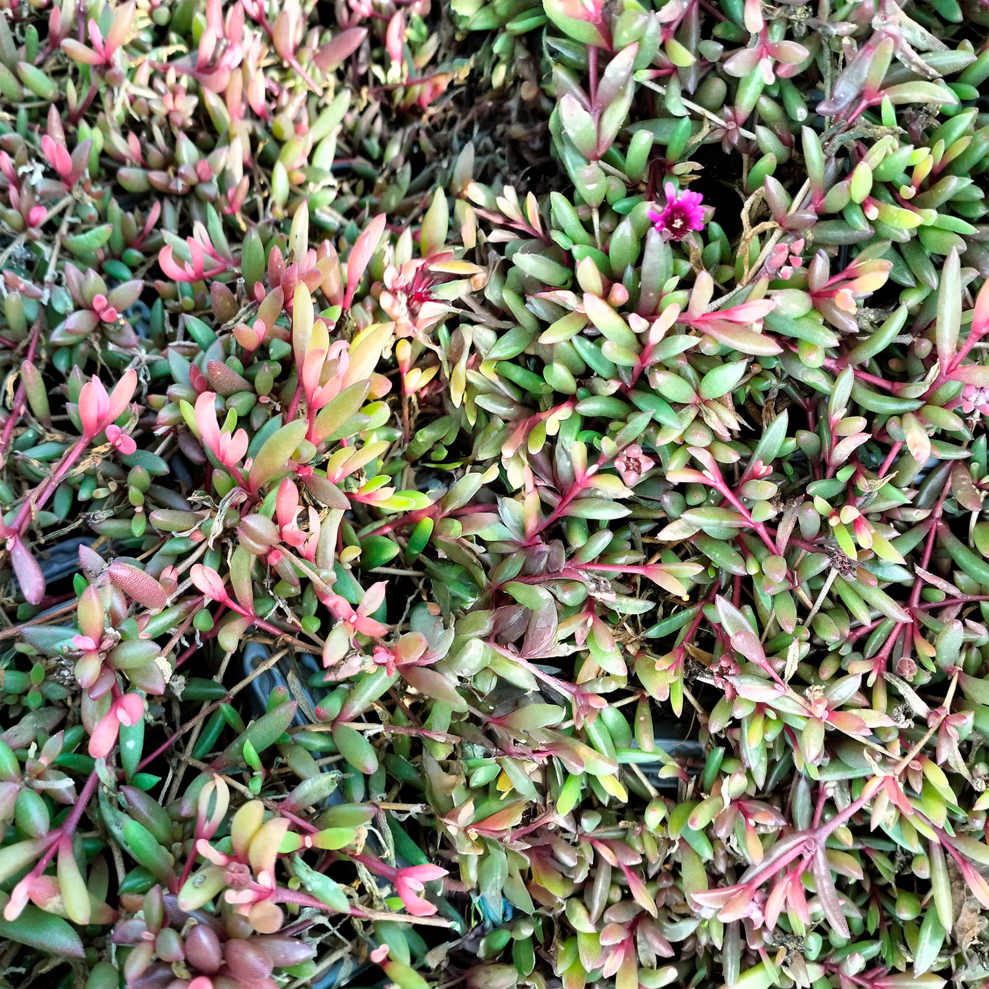 Ijsbloem Desert Dancer Red - Bakker