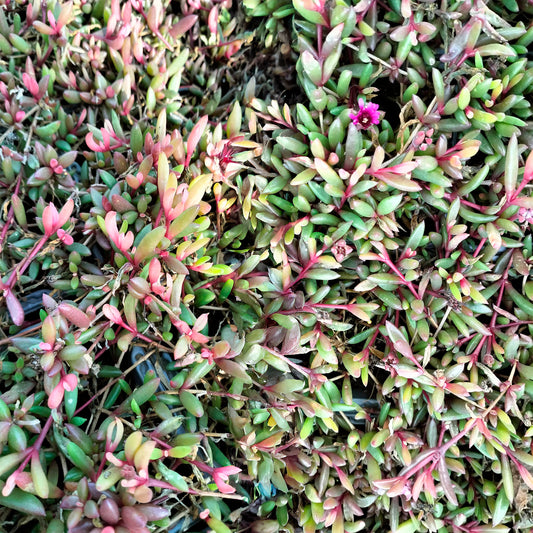 Ijsbloem Desert Dancer Red - Bakker