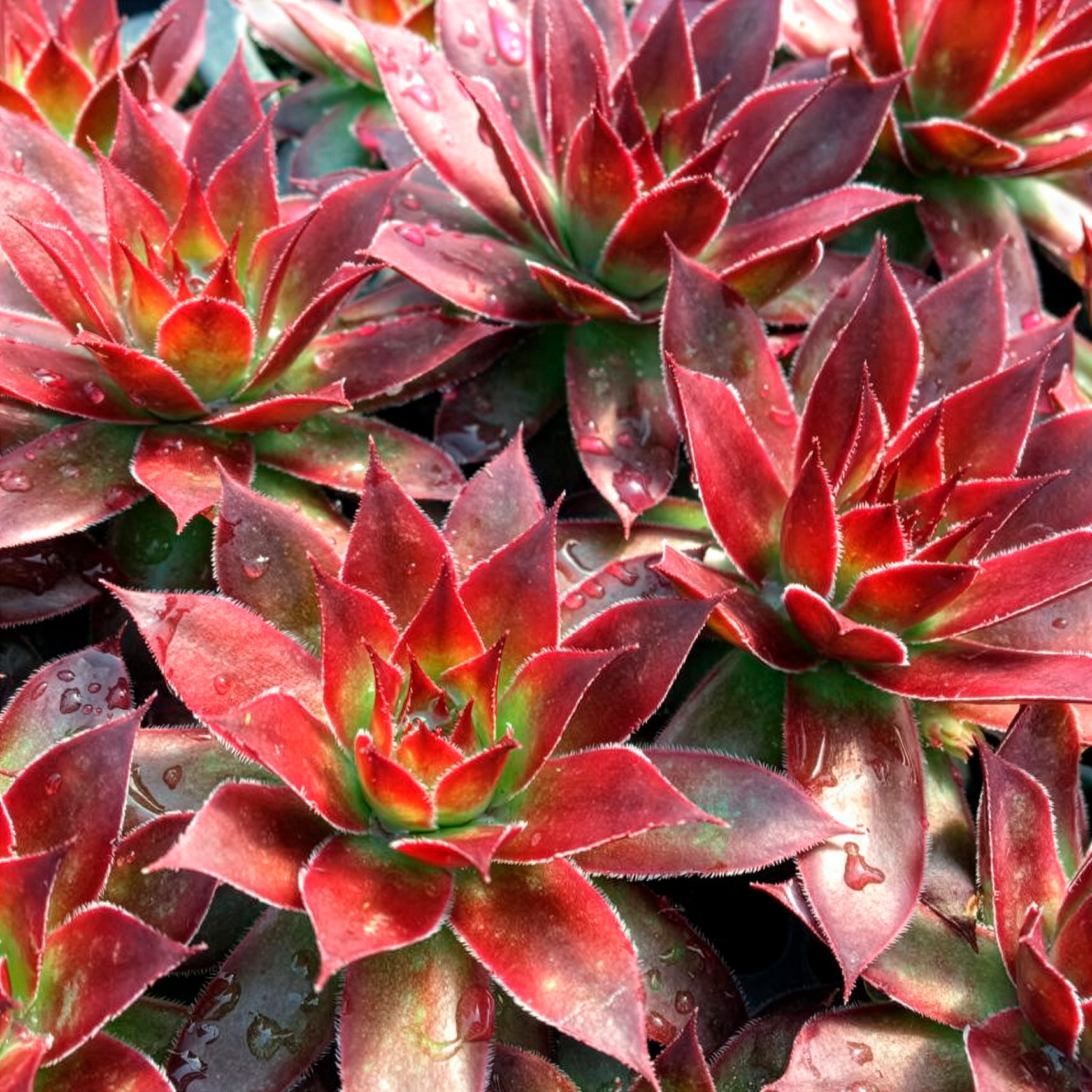 Huislook Chick Charms ® Strawberry Kiwi - Sempervivum Chick Charms® Strawberry Kiwi - Bakker