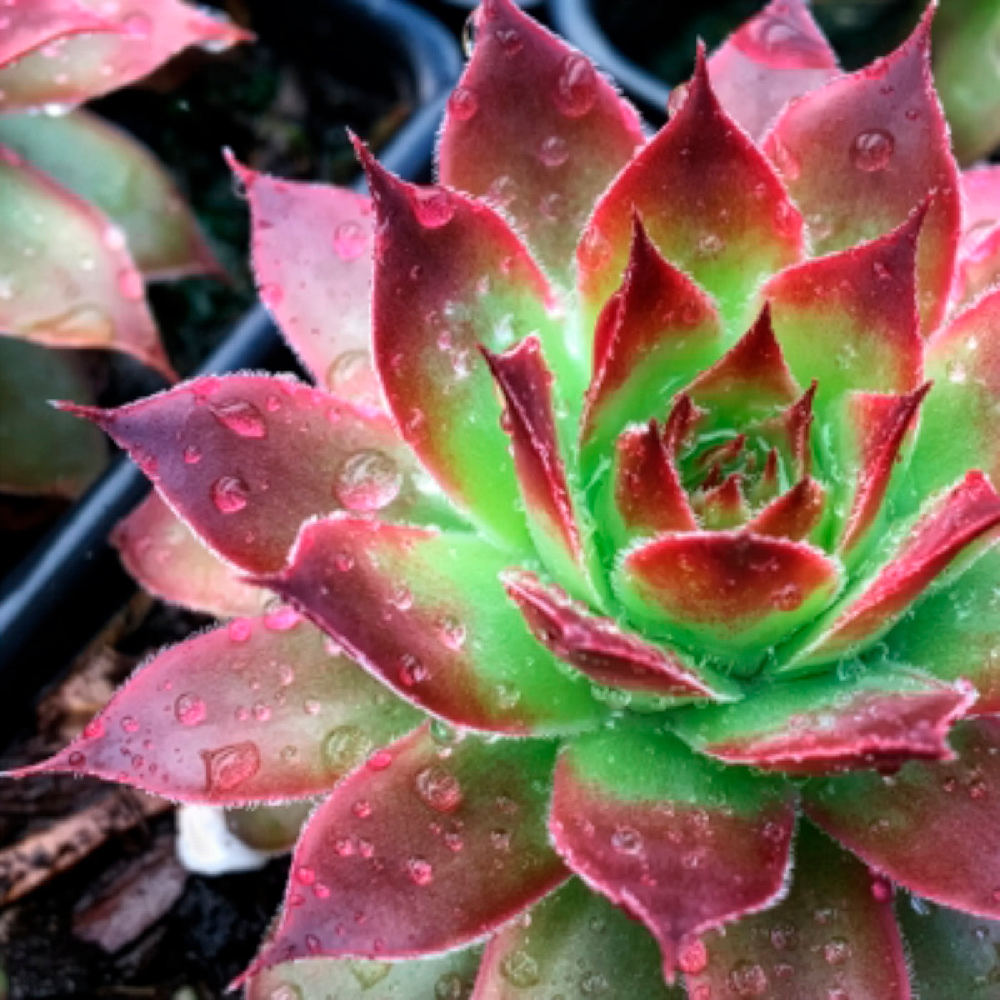 Huislook Chick Charms ® Strawberry Kiwi - Bakker