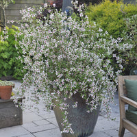 Boerenjasmijn Petite Perfume Pink ® - PHILADELPHUS coronarius Petite Perfume Pink ® - Bakker