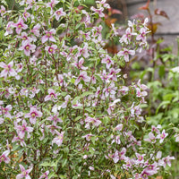 PHILADELPHUS coronarius Petite Perfume Pink ® - Boerenjasmijn Petite Perfume Pink ® - Bloeiende heesters
