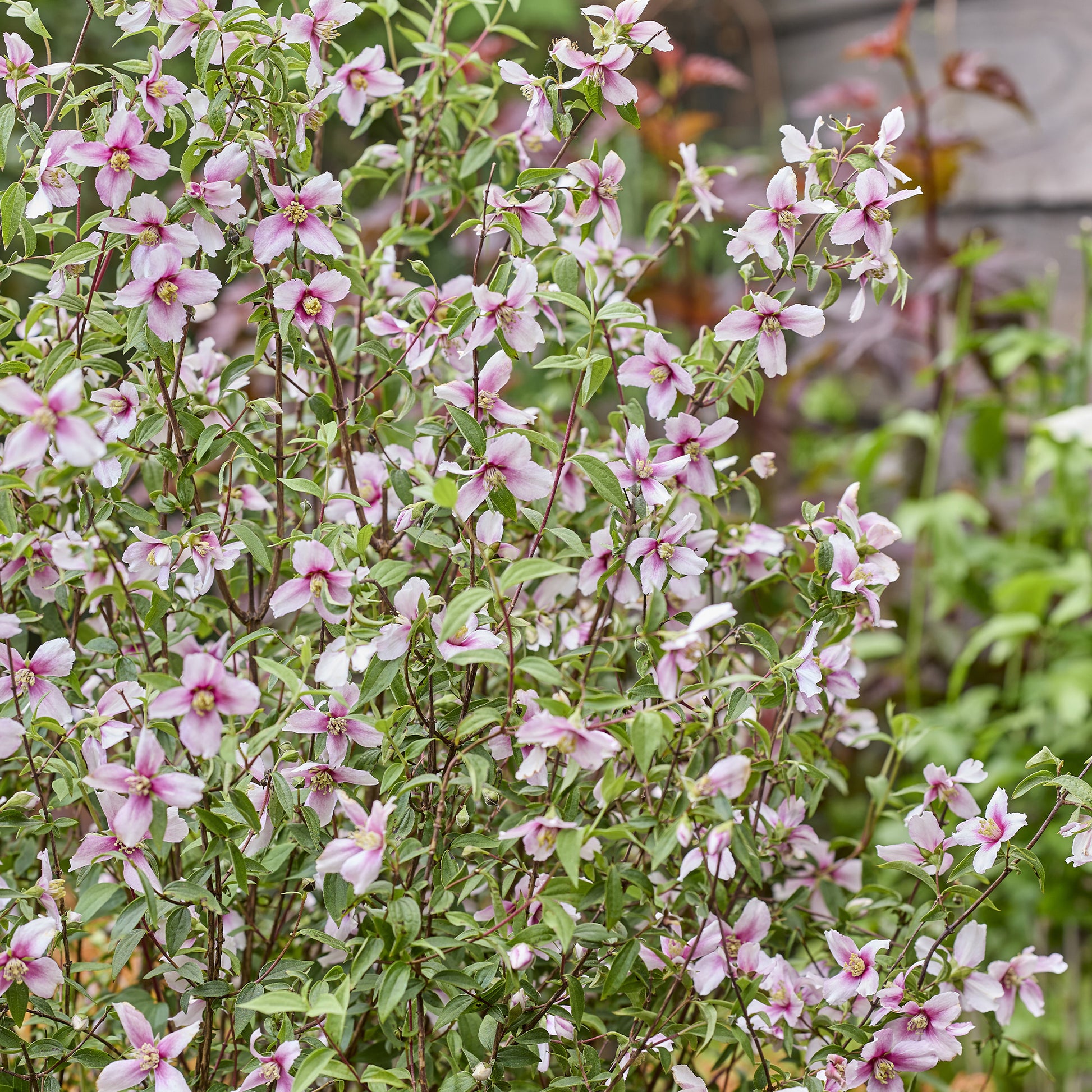 PHILADELPHUS coronarius Petite Perfume Pink ® - Boerenjasmijn Petite Perfume Pink ® - Bloeiende heesters