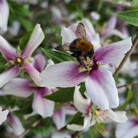Bloeiende heesters - Boerenjasmijn Petite Perfume Pink ® - PHILADELPHUS coronarius Petite Perfume Pink ®