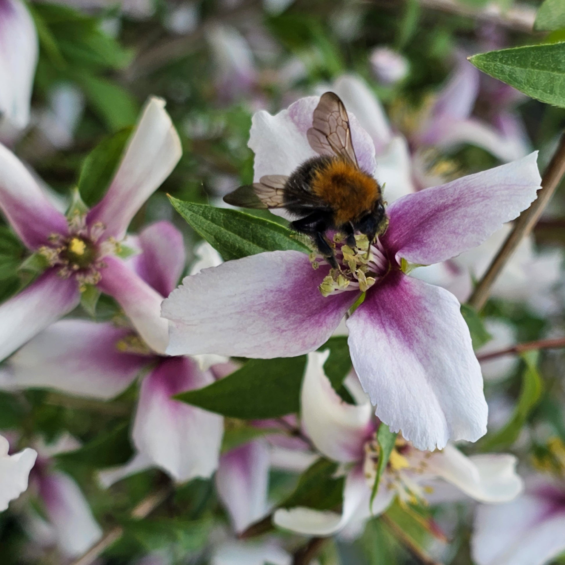 Bloeiende heesters - Boerenjasmijn Petite Perfume Pink ® - PHILADELPHUS coronarius Petite Perfume Pink ®
