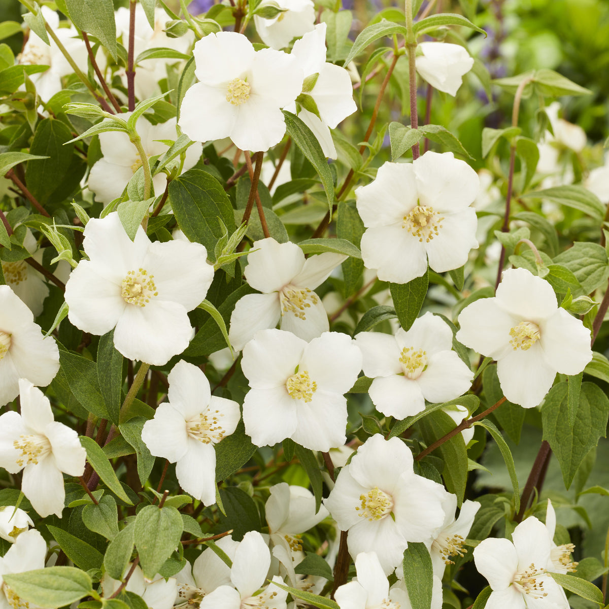 Boerenjasmijn Petite Perfume White ® - Bakker