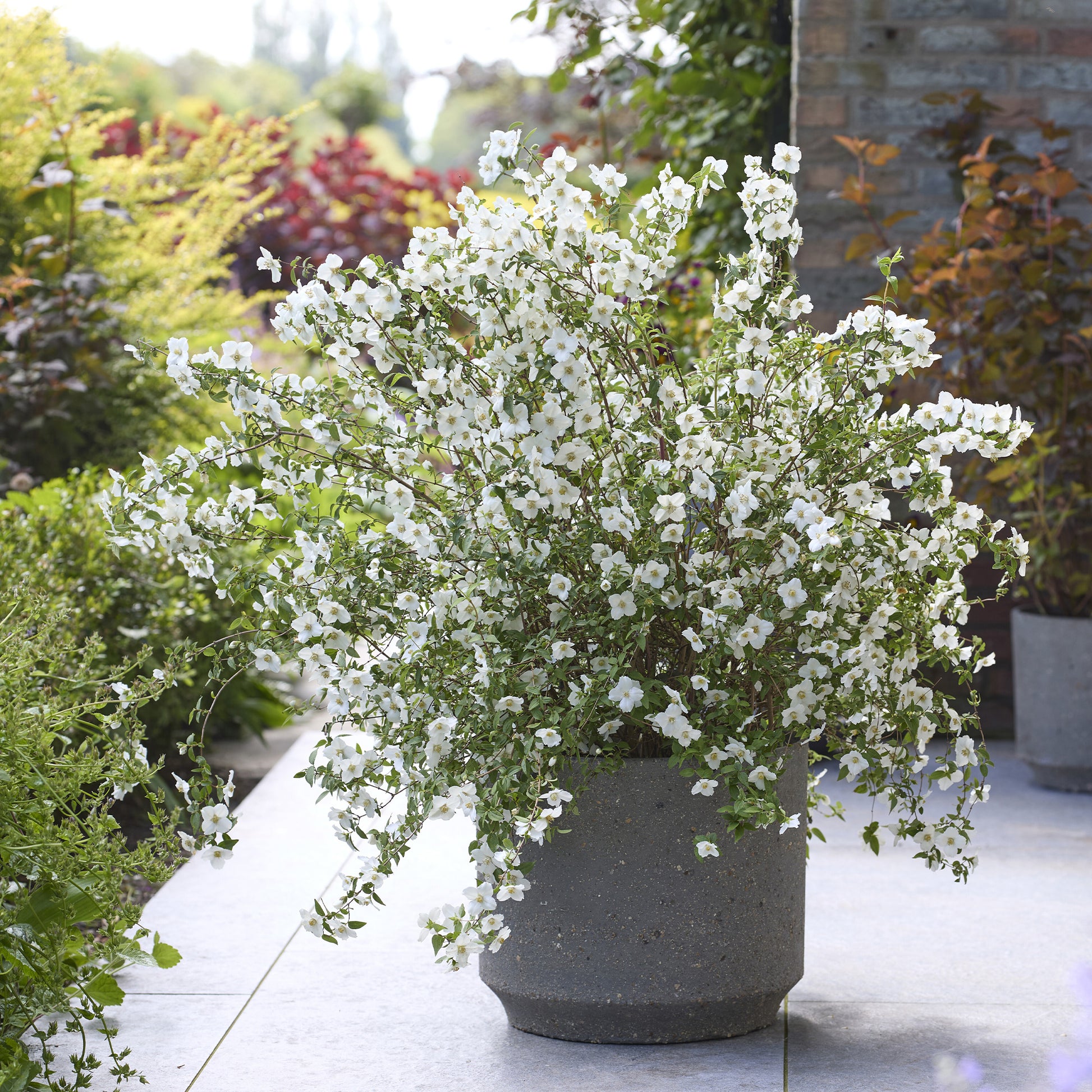 Boerenjasmijn Petite Perfume White ® - PHILADELPHUS coronarius Petite Perfume white® - Bakker