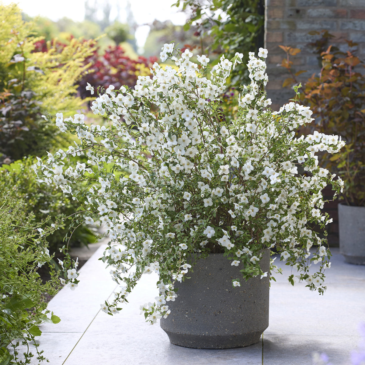 Boerenjasmijn Petite Perfume White ® - PHILADELPHUS coronarius Petite Perfume white® - Bakker