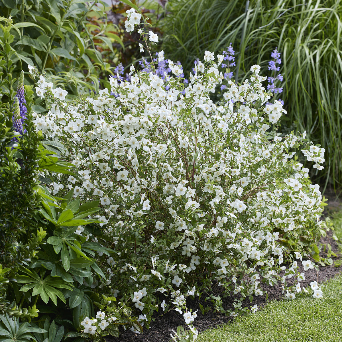 PHILADELPHUS coronarius Petite Perfume white® - Boerenjasmijn Petite Perfume White ® - Bloeiende heesters