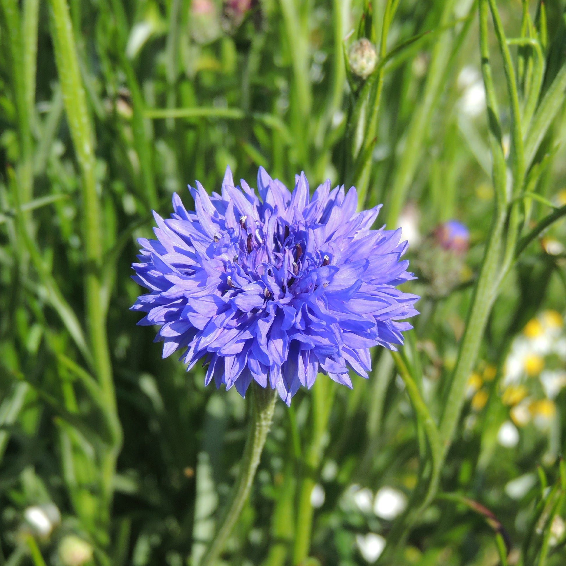 Korenbloem 'Blue Boy' - Centaurea cyanus Blue Boy - Bakker