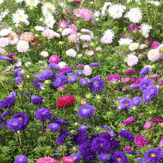 Zomeraster Mix - Bakker