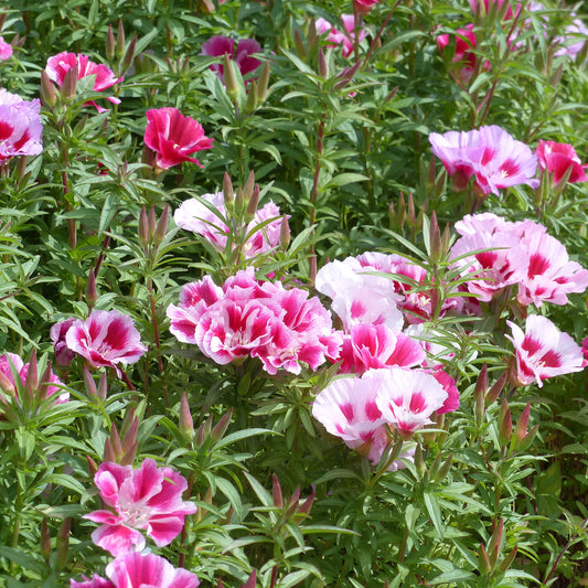 Zomerazalea Mix - Clarkia - Bakker