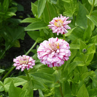 Zinnia Mix 'Peppermint Stick' - Zinnia peppermint stick en mélange - Bakker