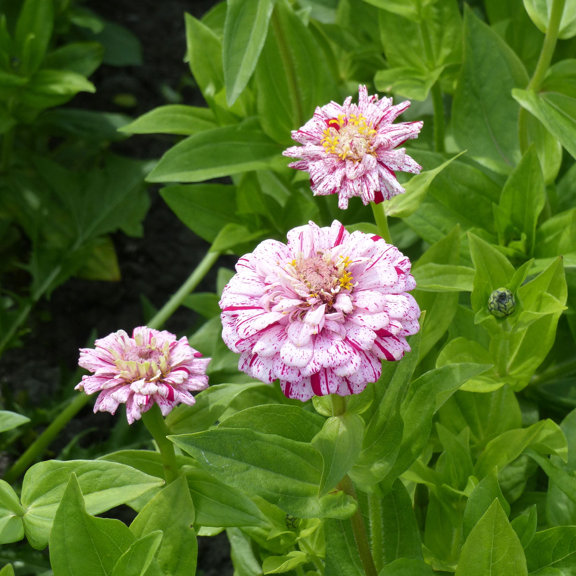 Zinnia Mix 'Peppermint Stick' - Zinnia peppermint stick en mélange - Bakker