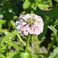 Zinnia peppermint stick en mélange - Zinnia Mix 'Peppermint Stick' - Bloemzaden voor perken en borders