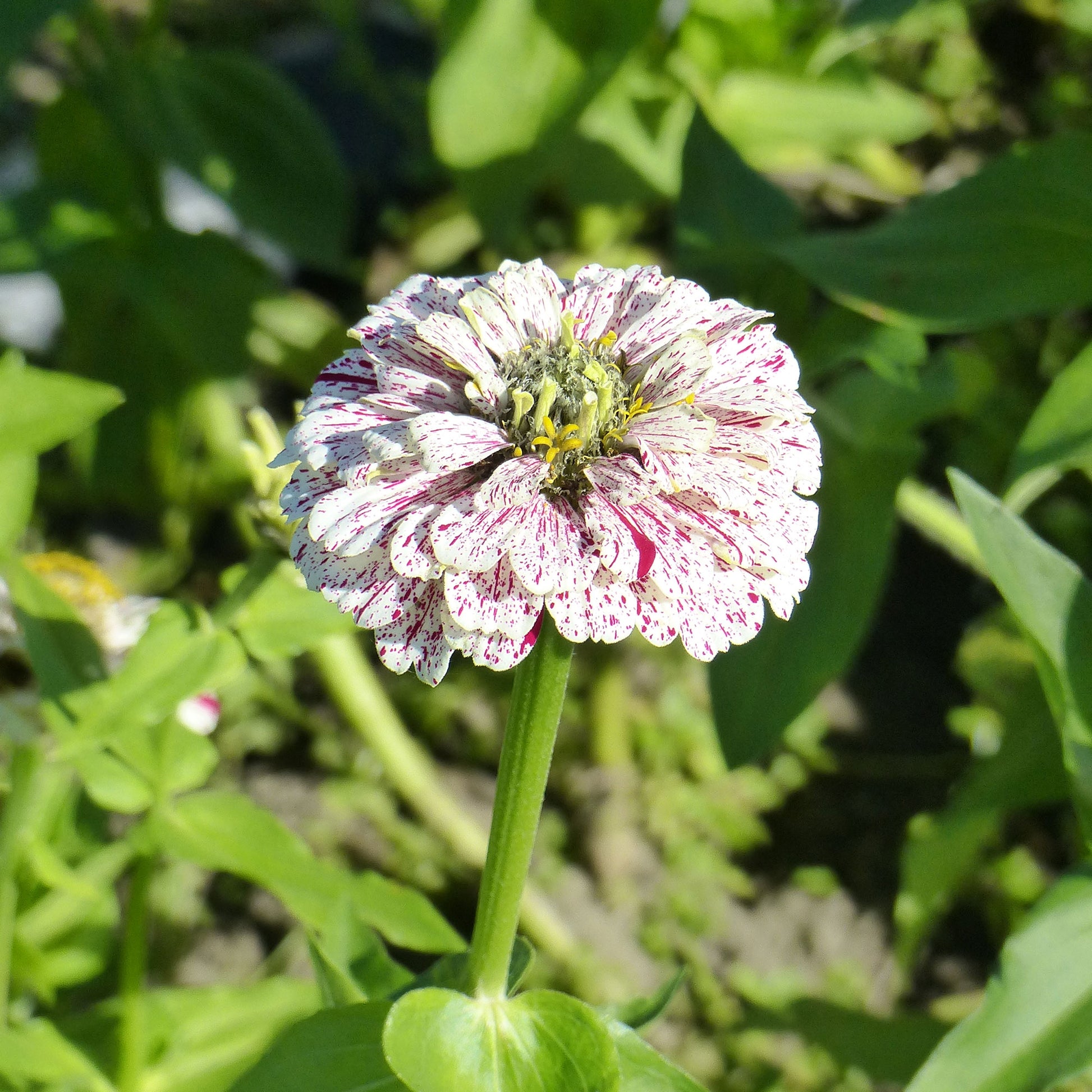 Zinnia peppermint stick en mélange - Zinnia Mix 'Peppermint Stick' - Bloemzaden voor perken en borders
