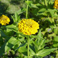 Bloemzaden voor perken en borders - Zinnia Mix 'Peppermint Stick' - Zinnia peppermint stick en mélange